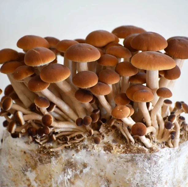 A chestnut block in full flush on day nine
